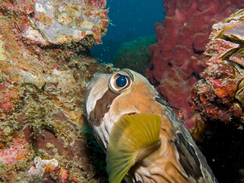 Puffer Fish